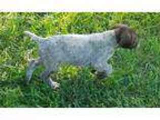 German Shorthaired Pointer Puppy for sale in Creighton, MO, USA