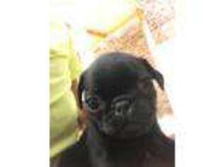 Pug Puppy for sale in Blytheville, AR, USA