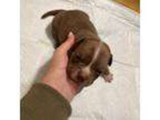 Mutt Puppy for sale in North Dartmouth, MA, USA
