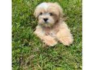 Lhasa Apso Puppy for sale in Jacksonville, NC, USA