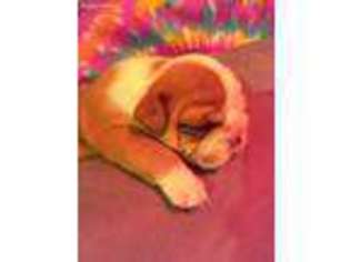 Bulldog Puppy for sale in Cheshire, MA, USA