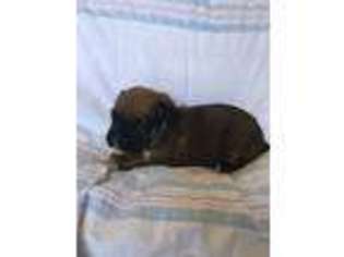 Boxer Puppy for sale in Seaman, OH, USA