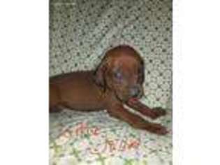 Redbone Coonhound Puppy for sale in Grovespring, MO, USA