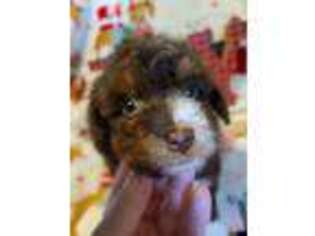 Mutt Puppy for sale in Normal, IL, USA