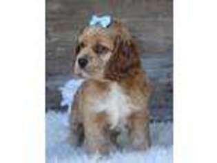 Cocker Spaniel Puppy for sale in Memphis, MO, USA