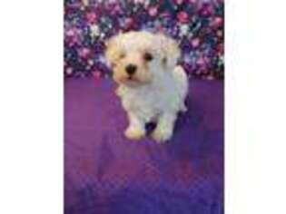 Maltese Puppy for sale in Seymour, MO, USA