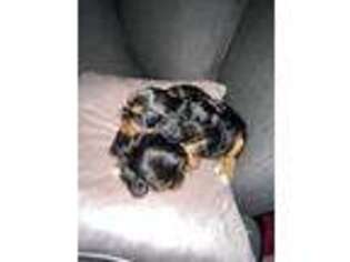 Cavalier King Charles Spaniel Puppy for sale in Napa, CA, USA