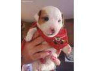 Jack Russell Terrier Puppy for sale in Marlow, OK, USA