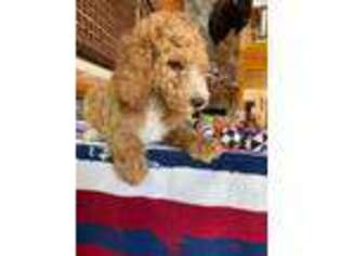 Goldendoodle Puppy for sale in Fox River Grove, IL, USA