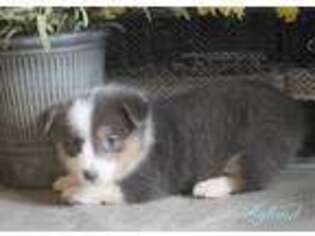 Pembroke Welsh Corgi Puppy for sale in Lawton, OK, USA