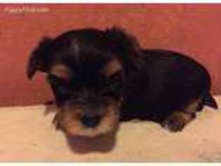 Yorkshire Terrier Puppy for sale in Opelika, AL, USA