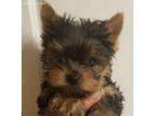 Yorkshire Terrier Puppy for sale in West Hartford, CT, USA