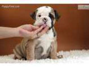 Bulldog Puppy for sale in Upland, CA, USA