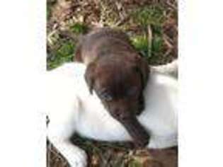 Labrador Retriever Puppy for sale in Aberdeen, MD, USA