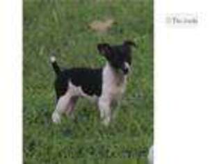 Rat Terrier Puppy for sale in Springfield, MO, USA