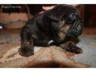 Olde English Bulldogge Puppy for sale in Spurger, TX, USA