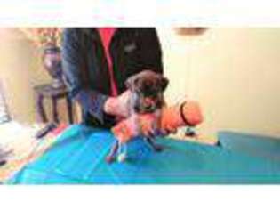 German Shorthaired Pointer Puppy for sale in Bremen, GA, USA