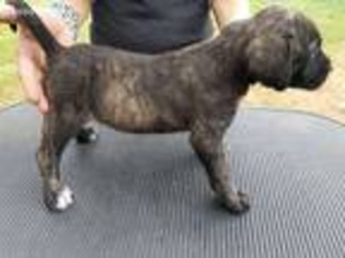 Mastiff Puppy for sale in Richland Springs, TX, USA