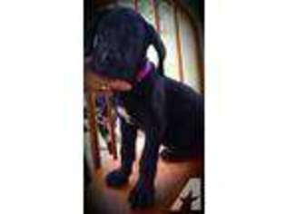 Great Dane Puppy for sale in WESTERN GROVE, AR, USA