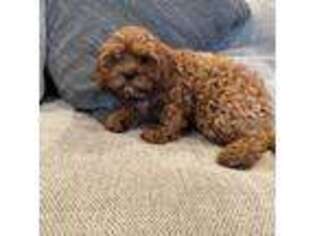 Cavapoo Puppy for sale in Bemidji, MN, USA