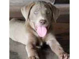Labrador Retriever Puppy for sale in West Point, IA, USA
