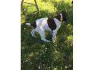 German Shorthaired Pointer Puppy for sale in Fisherville, TN, USA