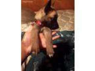 Belgian Malinois Puppy for sale in Houston, TX, USA