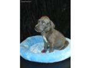 Great Dane Puppy for sale in Detroit, MI, USA