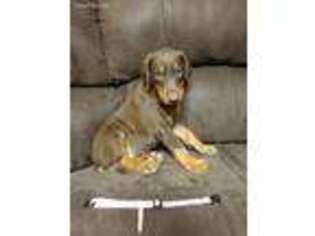 Doberman Pinscher Puppy for sale in Culpeper, VA, USA