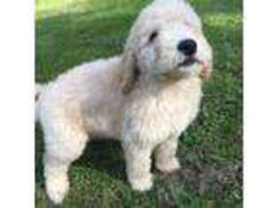 Goldendoodle Puppy for sale in Sheffield, VT, USA