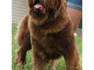 Newfoundland Puppy for sale in Foley, MO, USA
