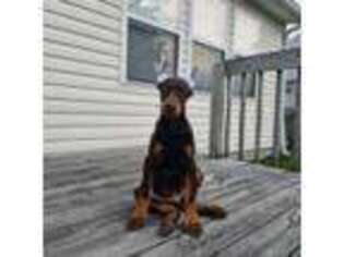 Doberman Pinscher Puppy for sale in Plainfield, IN, USA