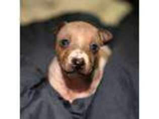 American Hairless Terrier Puppy for sale in Snellville, GA, USA