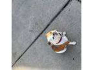 American Bulldog Puppy for sale in Dearborn, MI, USA