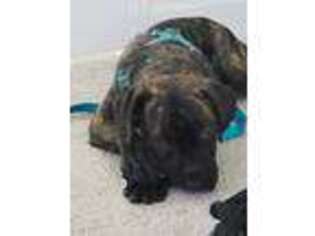 Cane Corso Puppy for sale in Castle Rock, CO, USA