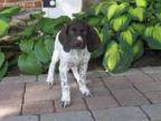German Shorthaired Pointer Puppy for sale in Quarryville, PA, USA