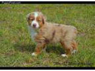 Miniature Australian Shepherd Puppy for sale in Shawnee, OK, USA