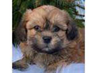 Shih-Poo Puppy for sale in Murray, KY, USA