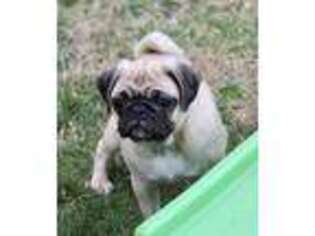 Pug Puppy for sale in Kenney, IL, USA