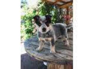 Medium Photo #1 Australian Cattle Dog Puppy For Sale in Clarkston, WA, USA