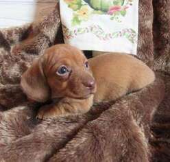 Dachshund Puppy for sale in Sioux Falls, SD, USA