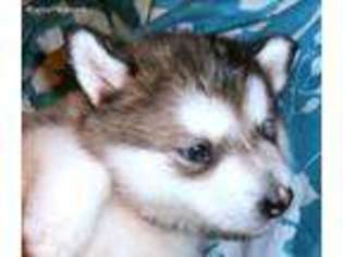 Alaskan Malamute Puppy for sale in Chambersburg, PA, USA