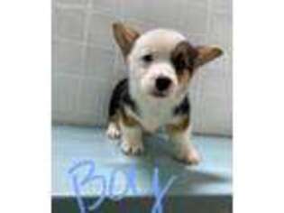 Pembroke Welsh Corgi Puppy for sale in Clare, IL, USA