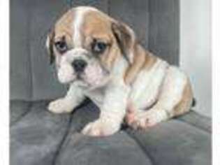 Bulldog Puppy for sale in CANTON, CT, USA
