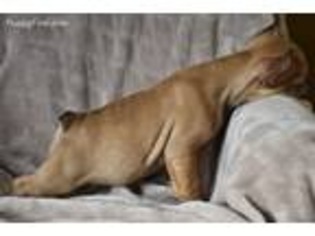 French Bulldog Puppy for sale in Buffalo Grove, IL, USA
