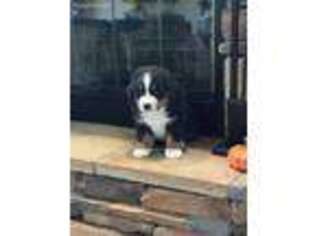 Bernese Mountain Dog Puppy for sale in Fredericktown, MO, USA