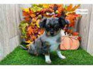 Chihuahua Puppy for sale in Fort Wayne, IN, USA
