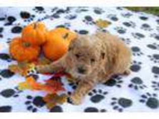 Mutt Puppy for sale in Tyner, KY, USA