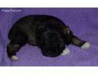 Mutt Puppy for sale in New Market, VA, USA