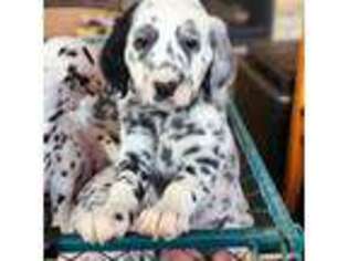 Dalmatian Puppy for sale in Centralia, WA, USA